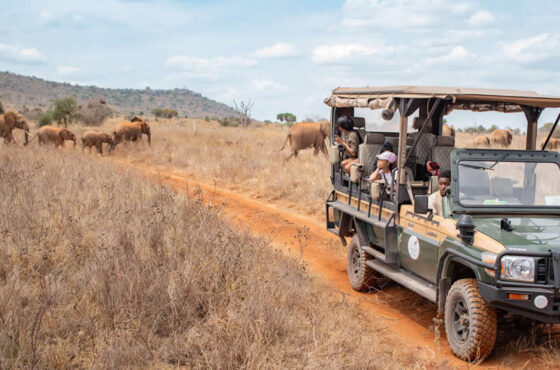 First Time on Safari? Here’s Everything You Need to Know