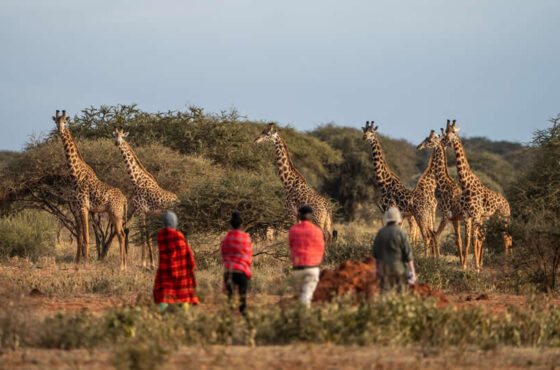 Beyond the Big Five: 7 Unique Safari Experiences You Didn’t Know Existed