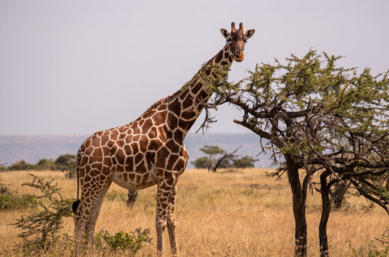 Classic Kenya Safari – 13 Days