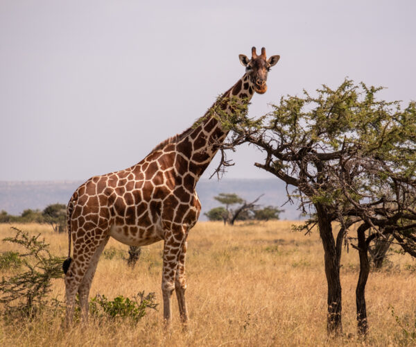 Classic Kenya Safari – 13 Days