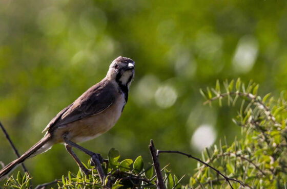 Great Lakes of the Rift Valley Birdwatching Safari – 7 Days