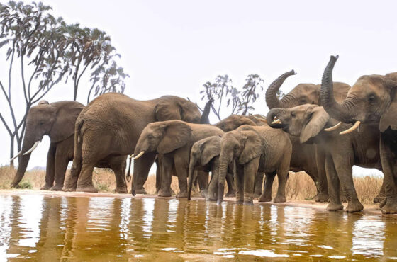 Lens on the Wild: Signature Photographic Safari – 13 Days