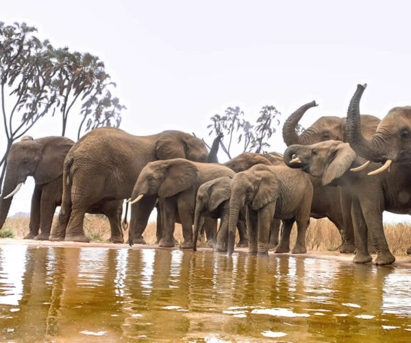 Lens on the Wild: Signature Photographic Safari – 13 Days