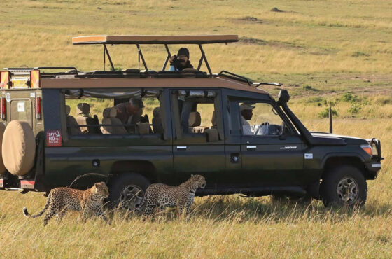 6-Day Masai Mara, Lake Naivasha & Amboseli Big 5 Safari