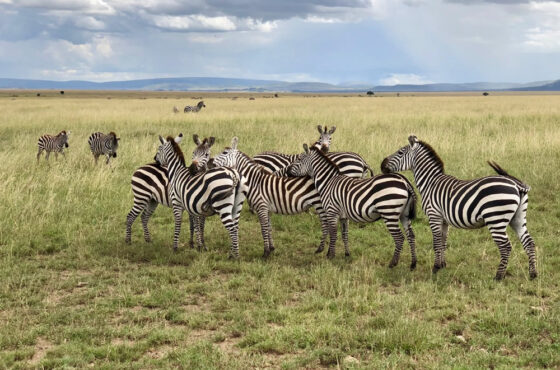 6 Day Kenya & Tanzania Big 5 Tracking Safari
