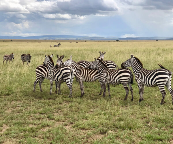 6 Day Kenya & Tanzania Big 5 Tracking Safari