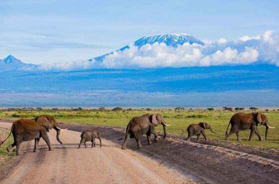 10-Day Luxury Kenya and Tanzania Great Migration and Big Cats Tracking Safari