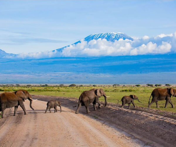 10-Day Luxury Kenya and Tanzania Great Migration and Big Cats Tracking Safari
