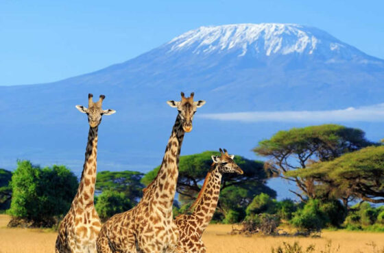 3-Day Luxury Fly-In Safari to Amboseli National Park