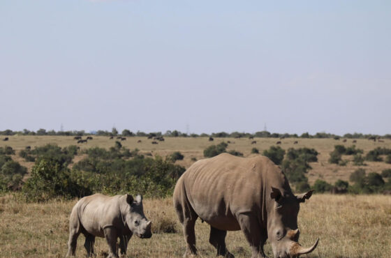 9-Day Ol-Pejeta, Nakuru, Masai Mara, Naivasha & Amboseli