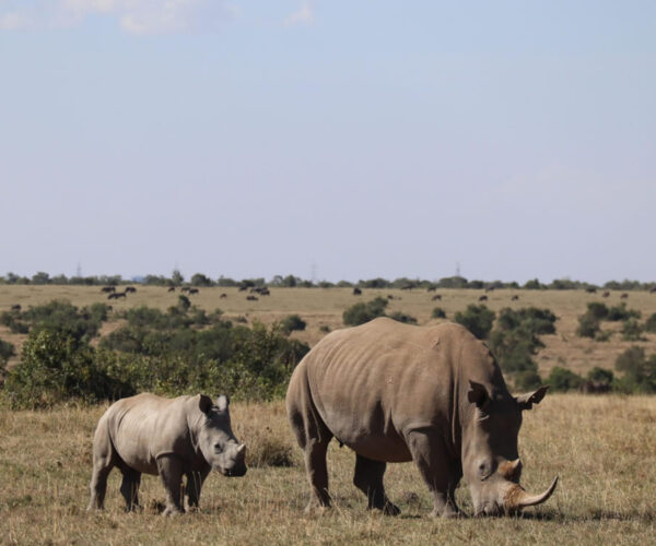 9-Day Ol-Pejeta, Nakuru, Masai Mara, Naivasha & Amboseli