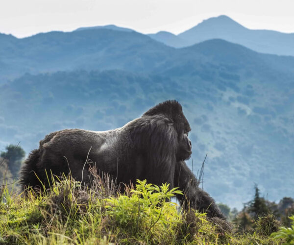 RWANDA GORILLA TREKKING – 4 DAYS