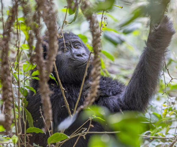 GORILLA QUEST: UGANDA GORILLA TREKKING – 4 DAYS
