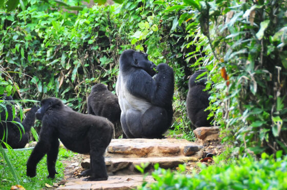 UGANDA WILDLIFE AND GORILLA SAFARI – 7 DAYS