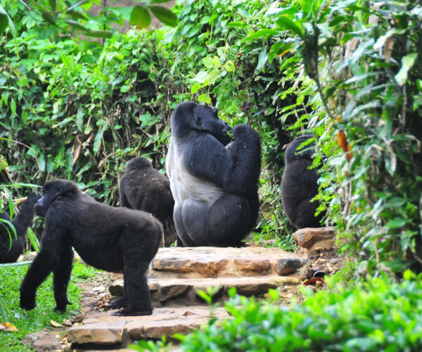 UGANDA WILDLIFE AND GORILLA SAFARI – 7 DAYS