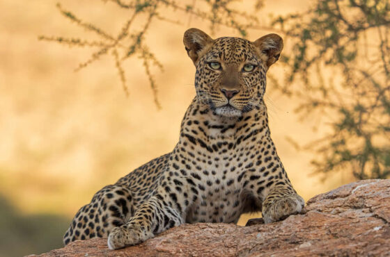 Big Cat Haven: Maasai Mara Special – 8 Days