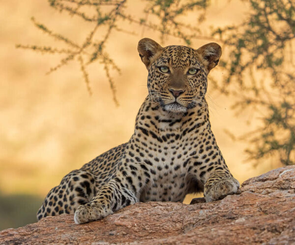 Big Cat Haven: Maasai Mara Special – 8 Days