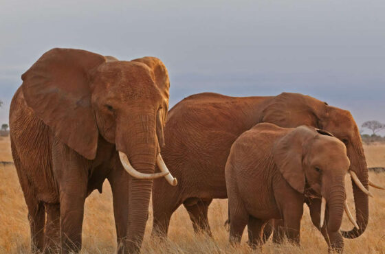LUXURY FLYING SAFARI – 9 DAYS