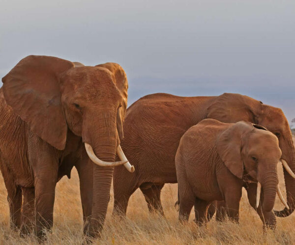 LUXURY FLYING SAFARI – 9 DAYS