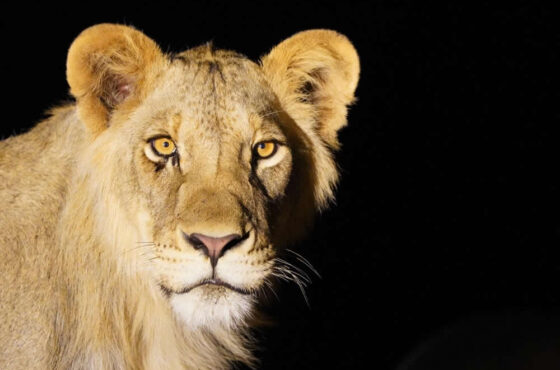 Predators of the Plains: East Africa Great Migration Circuit – 12 Days