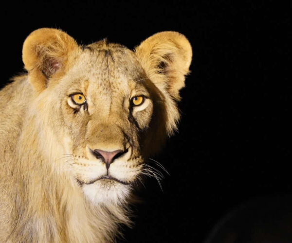 Predators of the Plains: East Africa Great Migration Circuit – 12 Days