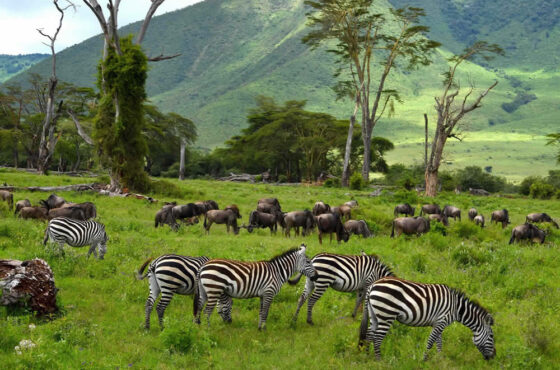 TANZANIA WILDLIFE SAFARI – 8 DAYS