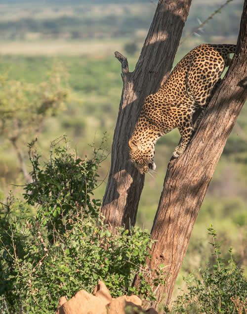 Tanzania