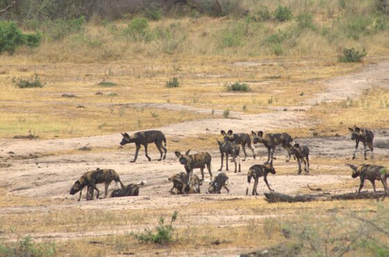 Tracking the Ghosts of Tsavo: Your Best Chance to See African Wild Dogs in 2026