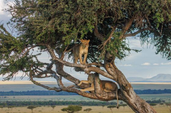 Above the Savannah: How to Photograph the Tree-Climbing Lions of Masai Mara