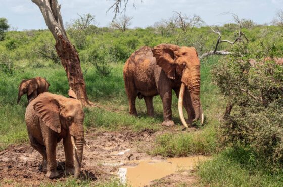 Why Are Tsavo’s Elephants Red? The Secret Behind Kenya’s Red Giants