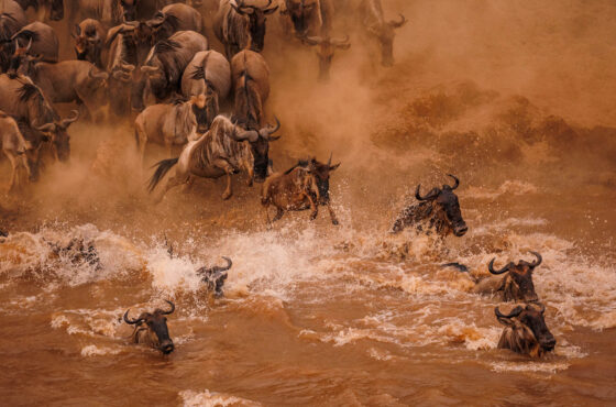 Masai Mara National Reserve vs. Private Conservancies: Which Offers the Ultimate Kenya Safari?