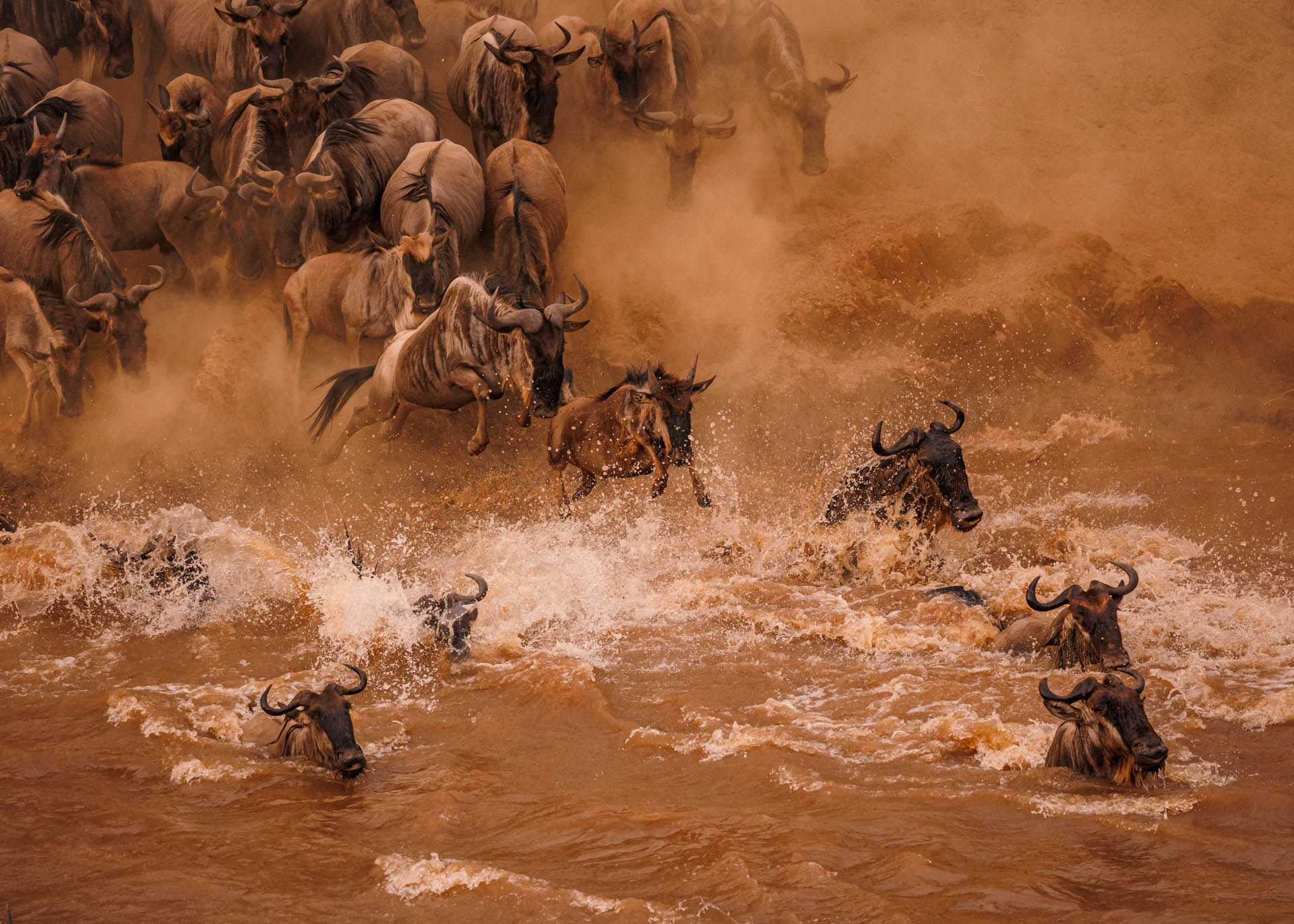 Wildebeests crossing Mara River